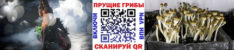 наркотики  Курск  Псилоцибиновые грибы прущие грибы 