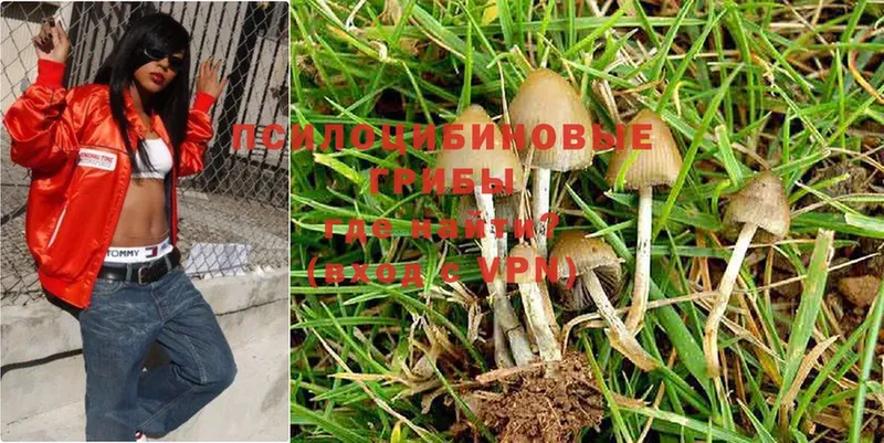 Галлюциногенные грибы Psilocybe  Курск 